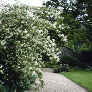 Philadelphus Lemoinei  9 cm pot