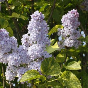 Syringa vulgaris Aucubaefolia 20190522 KSBB1