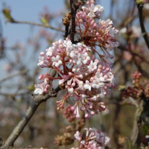 Viburnum farreri 9 cm pot