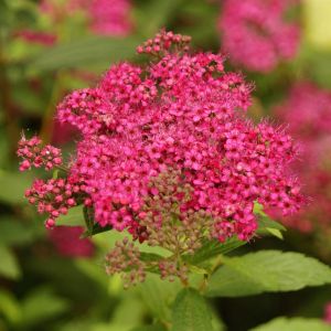Spiraea japonica Dart's Red 9 cm pot