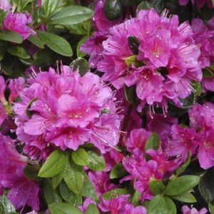 Rhododendron Geisha purple 9 cm pot