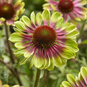 Echinacea purpurea Green Twister 9 cm po