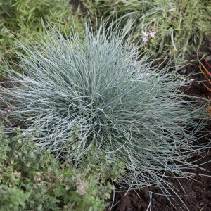 Festuca glauca Eisvogel 9 cm pot
