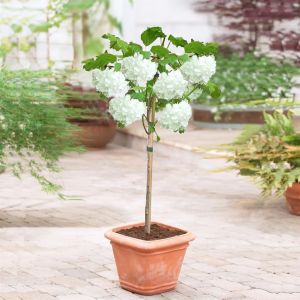 Standard Viburnum Opulus  19 cm pot