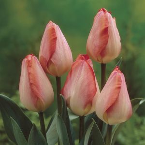 Tulp darwin hybrid Big Chief 11/12 cm x 10