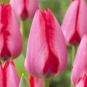 Tulp darwin hybrid Trick 11/12 cm x 10