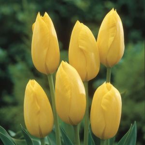 Tulp single late Big Smile 11/12 cm x 10