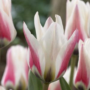 Tulp Fosteriana Border Legend 11/12 x 10