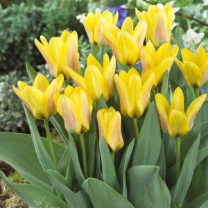 Tulp Fosteriana Lamoraal van Egmond 11/ x 10