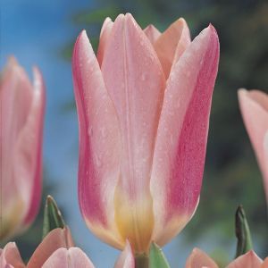Tulp Fosteriana Rosy Dream 11/12 x 10