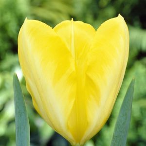 Tulp Fosteriana Yellow Purissima 11/12 x 10