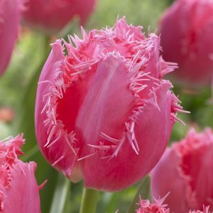 Tulp fringed Cacharel 11/12 cm x 10
