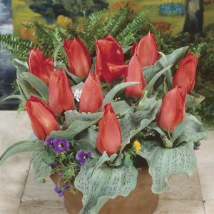 Tulp greigii Annie Salomons 11/12 cm x 10