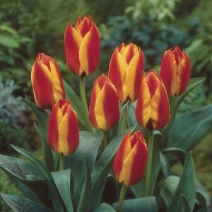 Tulp greigii Charmeuse 11/12 cm x 10
