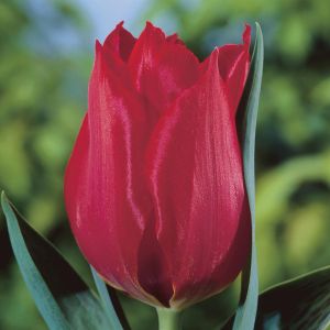 Tulp greigii Princesse Charmante 11/12 x 10