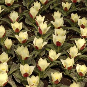 Tulp greigii Showtime 11/12 cm x 10