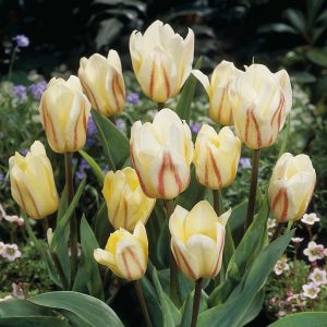 Tulp greigii White fire 11/12 cm x 10