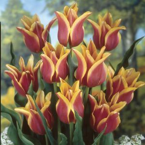 Tulpen Leliebloemig Ballade x 10