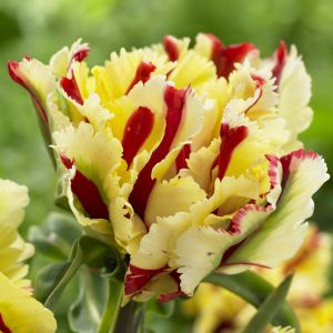 Tulp Flaming Parrot 11/12 cm x 10