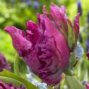 Tulp Parrot Prince 11/12 cm x 10