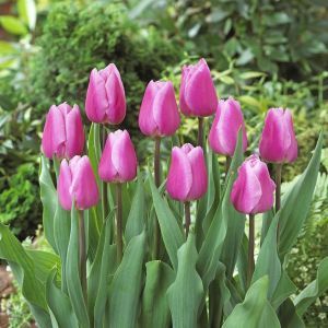 Tulp triumph Aafke  11/12 cm x 10