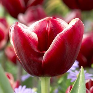 Tulp triumph Armani 11/12 cm x 10