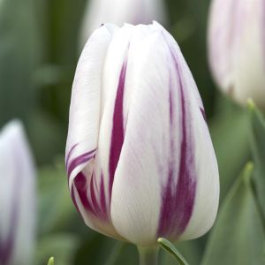 Tulp triumph Flaming Flag 11/12 cm x 10