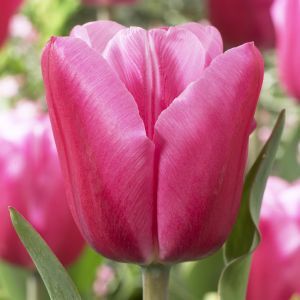 Tulp triumph Jumbo Pink 11/12 cm x 10