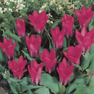 Tulp triumph Pink dwarf 11/12 cm x 10
