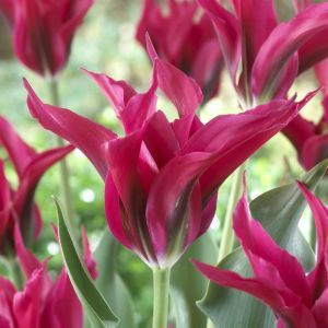 Tulp viridiflora Doll's Minuet 11/12 cm x 10