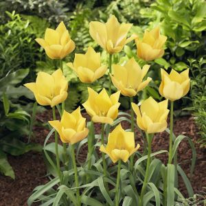 Tulp species Betalinii Bright Gem  5/6 x 10