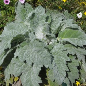 Salvia Nemorosa Mainacht Salie