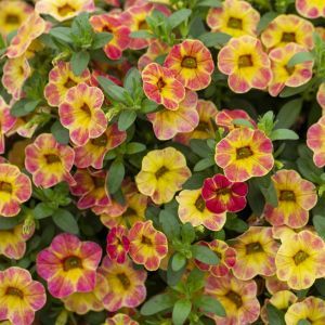 Calibrachoa  Sunshine Berry(Bicolor)