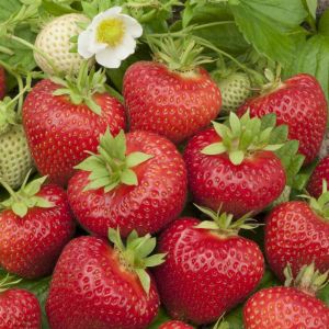 Strawberry Beltran 12 cm pot