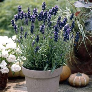 Lavandula angustifolia Hidcote