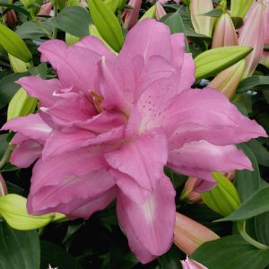 Lilium Oriental Lotus Dream 12/14 x 3