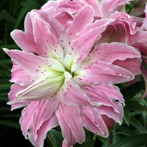 Lilium Oriental Lotus Elegance 12/14 x 3