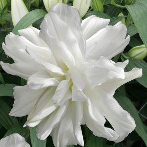 Lilium Oriental Lotus Ice 12/14 x 3