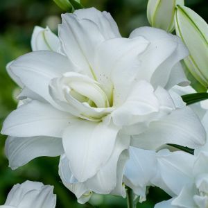 Lilium Oriental  Lotus Pure 12/14 x 3