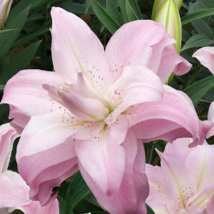 Lilium Oriental Lotus Queen 12/14 x 3