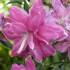 Lilium Oriental Lotus Wonder 12/14 x 3