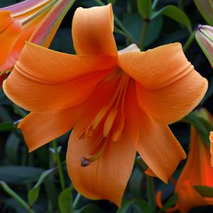 Lilium Trumpet African Queen 12/14 x 3