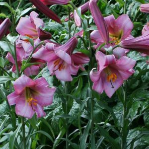 Lilium Trumpet Pink Perfection 12/14 x 3