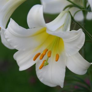 Lilium Trumpet Regale 12/14 x 3
