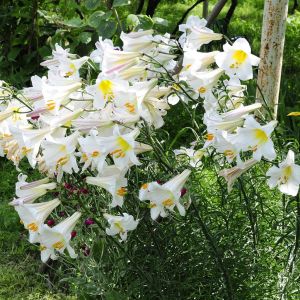 Lilium Trumpet Regale Album 12/14 x 3