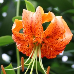 Lilium Turkish Henryi 12/14 x 3