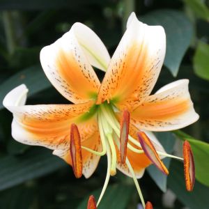 Lilium Turkish Lady Alice 12/14 x 3