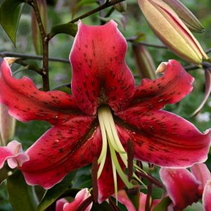 Lilium Turkish Miss Feya  12/14 x 3