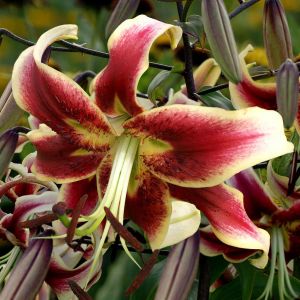 Lilium Turkish Scheherezade  12/14 x 3