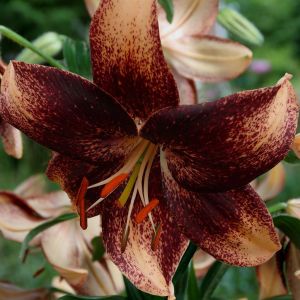 Lilium Tiger Chocolate Event 12/14 x 3